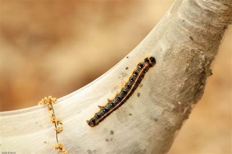 Eastern Tent Caterpillar Images University Of Maryland Extension