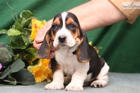 The basset hound also actively follows scents while outside so be prepared! Ronnie Sz: Basset Hound puppy for sale near Harrisburg, Pennsylvania. | 6b0300bd-0791