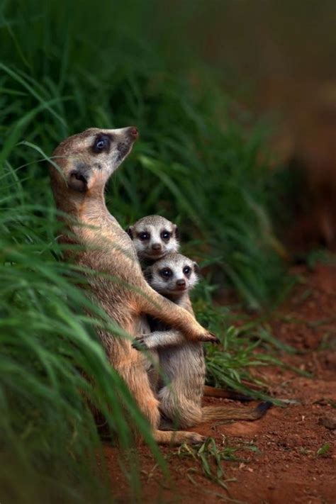 Pretty Mother Meerkat Hugging Two Babies Cute Animals Animals Wild