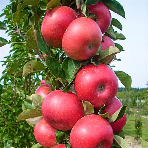 Tasty Red Urban Apple Gurneys Fruit Trees