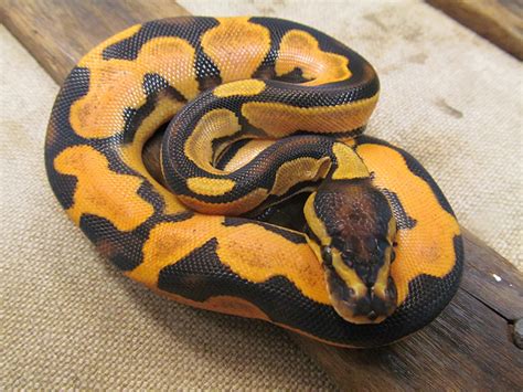 Orange Dream Calico Morph List World Of Ball Pythons