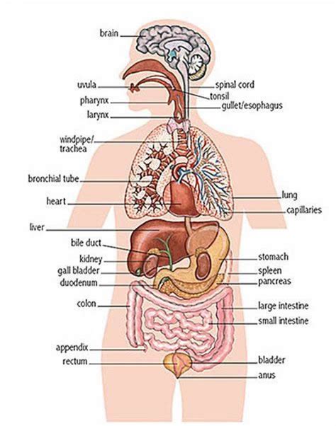 Related posts of women's internal organs of the body. Diagram Internal Female Anatomy / Amazon Com The Female Reproductive System Anatomical Chart ...