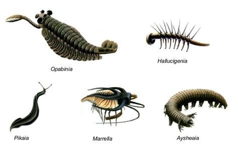 Earth Learning Idea Curious Creatures The Cambrian Explosion Of Life
