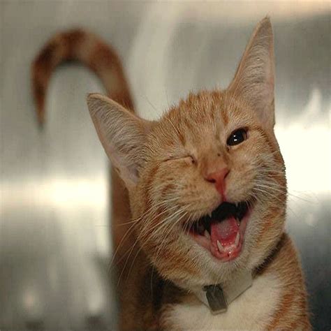 Winking Happy Ginger Cat By Blackstargirl Cute Animal Pictures Cute