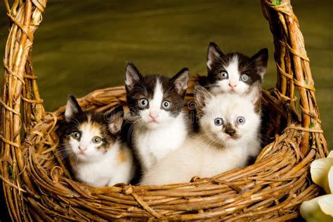 Basket Of Kittens Stock Photo Image Of Animal Watching 20830810