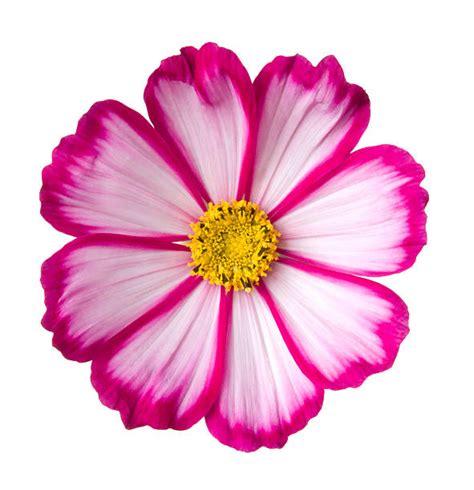 Best Cosmos Flower Stock Photos Pictures And Royalty Free Images Istock