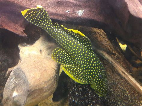 Baryancistrus L18 Tropical Freshwater Fish Tropical Fish Aquarium