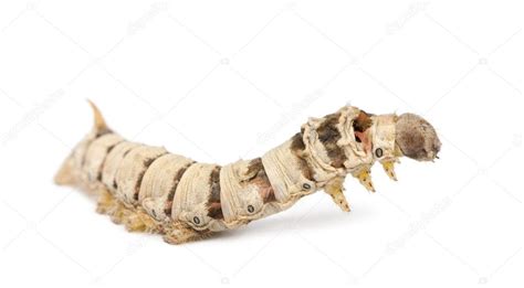 Silkworm Larvae Bombyx Mori Against White Background — Stock Photo