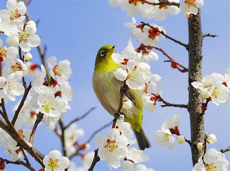 Song Of The Spring Birds Flowers Blossoms Nature Spring Animals