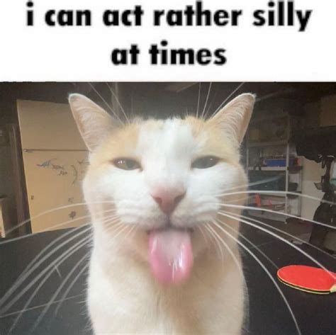 I Can Act Rather Silly At Times Blehhhhh P Cat Silly Cats Pictures Silly Memes Silly Cats