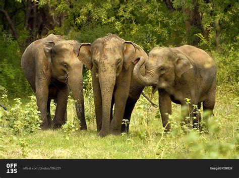 Sri Lankan Elephants Elephas Maximus Maximus Minneriya National Park