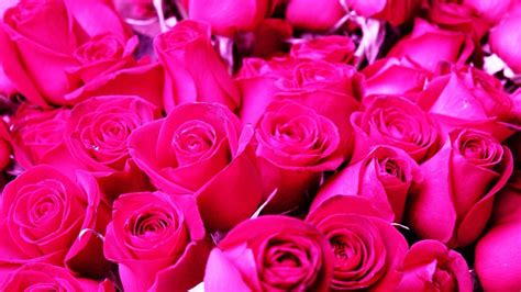 Download Hot Pink Lovely Roses Wallpaper