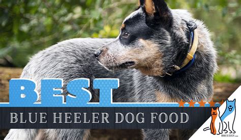 Unfortunately… due to the tightly regulated way in which they're produced, organic recipes tend to be hard to find in stores. 15 Best Dog Foods for Blue Heeler (Australian Cattle Dog ...
