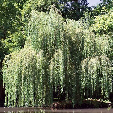 Babylonian Weeping Willow Shade Trees Stark Bros