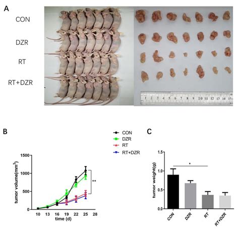 Vsv Mp Gene Therapy Strategy Inhibits Tumor Growth In Nude Mice Model My Xxx Hot Girl