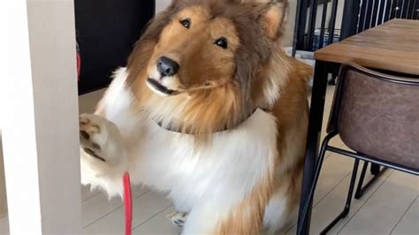 Man Who Transformed Into A Dog Takes A Walk For The First Time