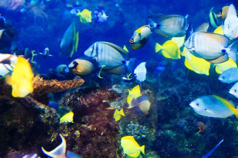 Tropical Fish Underwater Free Stock Photo Public Domain Pictures