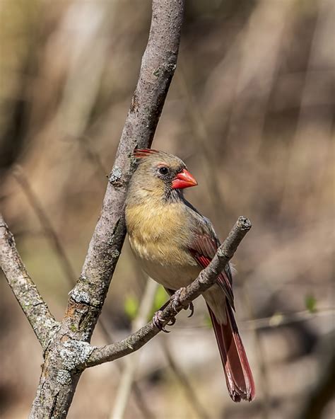 Northern Cardinal Great Bird Pics