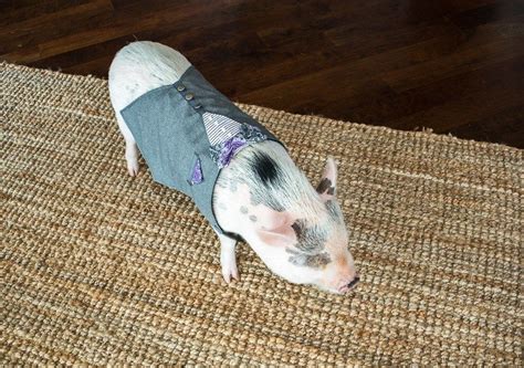Mini Pig Oscars New Outfit From Snort Life Mini Pig Pet Pigs Pig