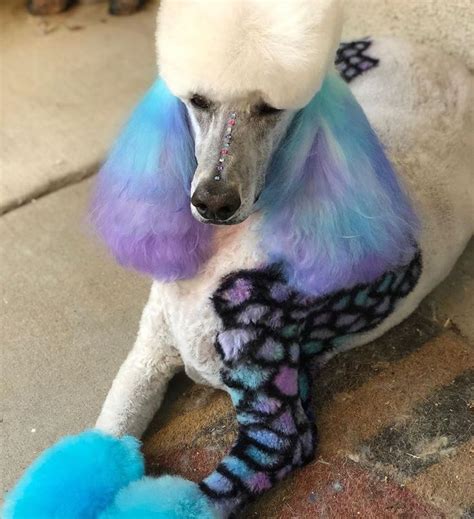 The owner of a dog grooming parlour has hit back after she was branded 'cruel and selfish' for dying her 'cruell de vil lookalike' poodle pink. 🤩Amazing Creative Grooming design done by ...