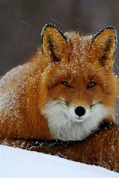 Snowy Red Fox Janet Davis Earth Nature Animals Animals And Pets Baby