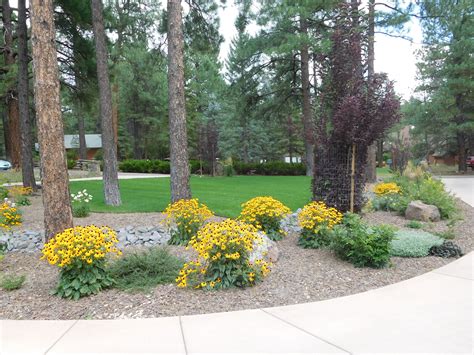 Yellow Flowers In The Frontyard Backyard Grass Landscaping Backyard