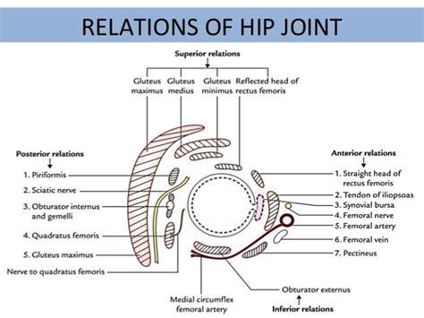 Hip Joint Medical Junction