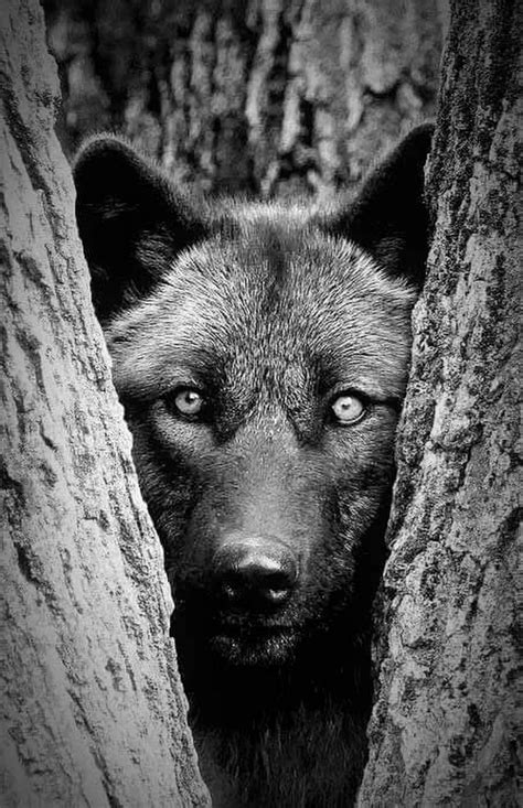Pin By Wildcat On Beautiful Animals Animals Black And White Wolf