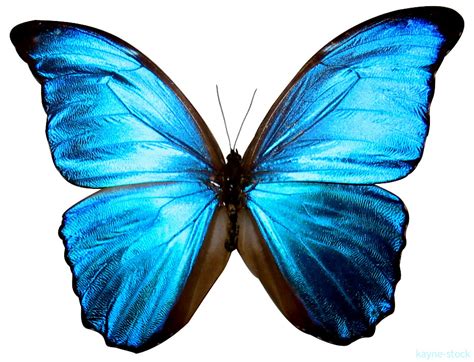 Blue Butterfly Art And Pictures Photo 21988599 Fanpop