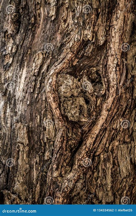 Tree Bark Background Texture Stock Photo Image Of Knot Bark 134334562