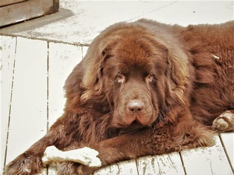 250 Popular Newfoundland Dog Names The Dogman