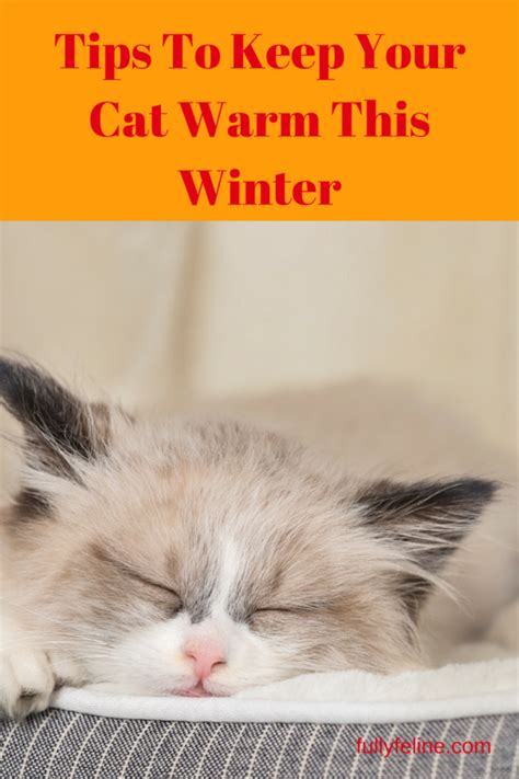 Keeping Cats Warm Keep Your Cat Comfortable This Winter Fully Feline