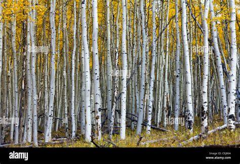 Thick Forest Of Golden Aspen Trees In Fall Taken Along The Continental