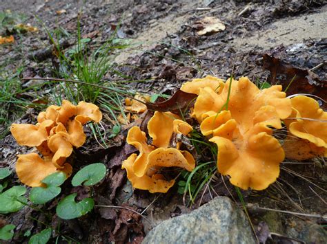 95 North Carolina Mushroom Hike Mushroom Hunting And