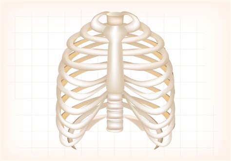 Choose from 500 different sets of flashcards about rib cage on quizlet. Rib Cage Vector - Download Free Vectors, Clipart Graphics & Vector Art