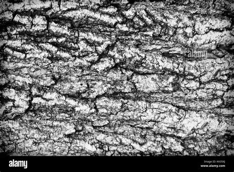 Tree Bark Black And White Stock Photos And Images Alamy