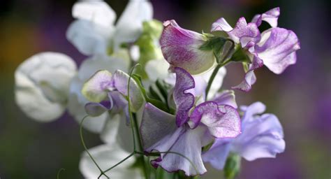 Sowing Sweet Peas In Autumn Country Garden Uk