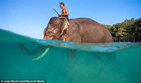 Rajan The Last Swimming Elephant In The Andaman Islands Bull