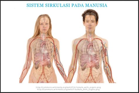 Sistem respirasi yanto hartono pada manusia. SISTEM SIRKULASI PADA MANUSIA