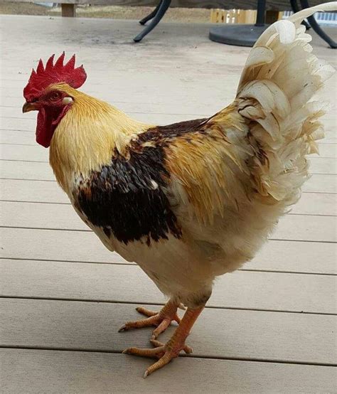 Golden Comet Chicken Poultry Wiki Fandom
