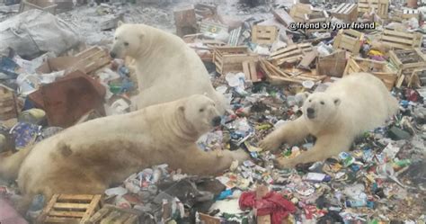 Polar Bears ‘invade Buildings In Russian Arctic Town Prompt State Of