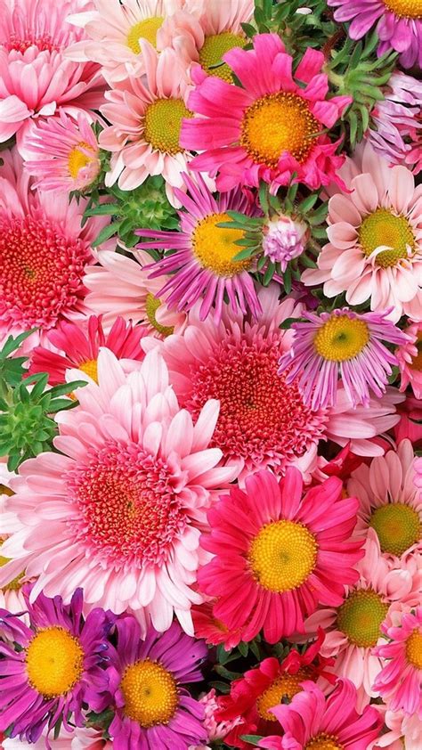 Looking for the best cute backgrounds? Free photo: Flower Background - Beautiful, Bloom, Colorful ...