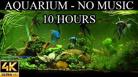 Dream Aquarium 4k Fish Tank Water Sounds No Music No Ads 10 Hours