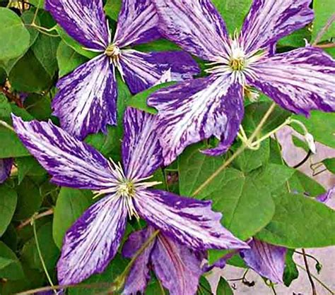 Clematis are one of the most coveted perennials of gardeners and landscapers alike. Clematis Care | Boyert's Greenhouse & Farm