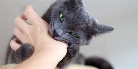 5 Common Cat Behavior Problems And Solutions
