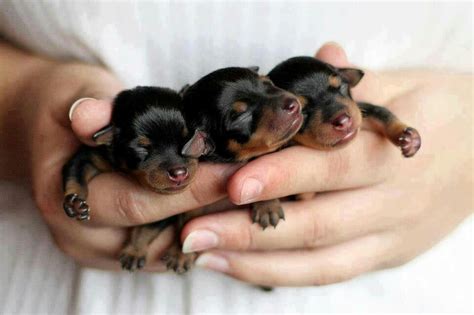 Awwww... tiny #Rottweiler #puppies #rottweilerpuppies | Newborn puppies, Cute baby animals, Baby