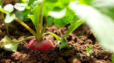 Winter Crops 21 Vegetables You Can Grow This Winter