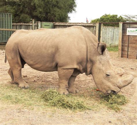 Functionally Extinct Northern White Rhino Could Be Saved Through Genetic Engineering Genetic