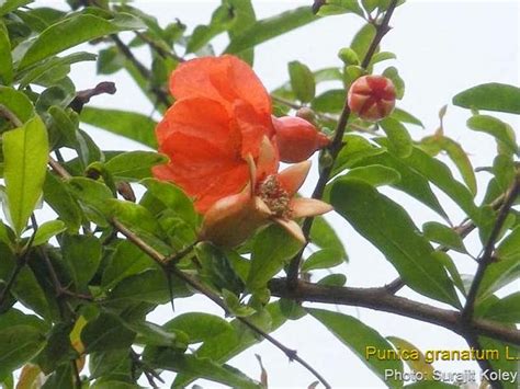 Medicinal Plants Punica Granatum Pomegranate Dadima Anar Danimma