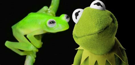Kermit The Frog Has A Real Life Doppelganger In Costa Rica